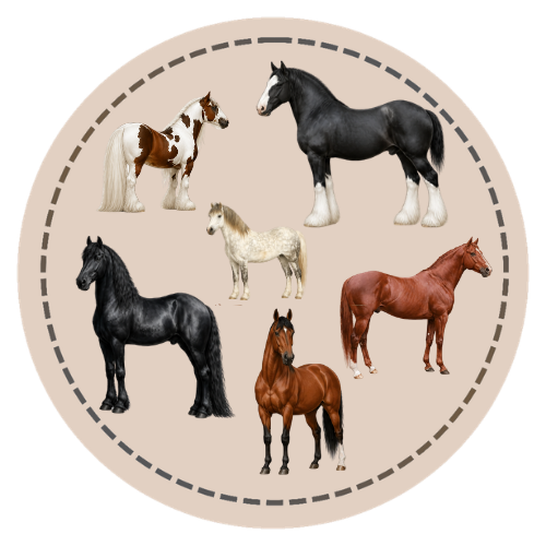 Horse And Pony Breeds