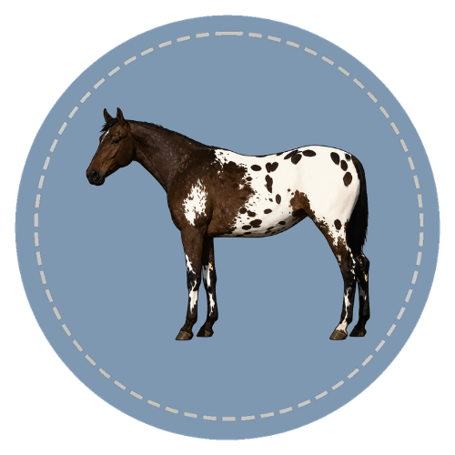 Appaloosa Patterns course artwork