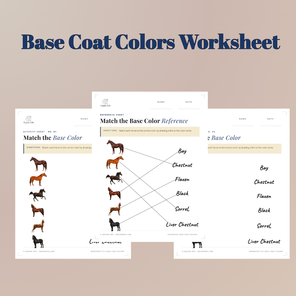 Colors & Markings practice activities preview