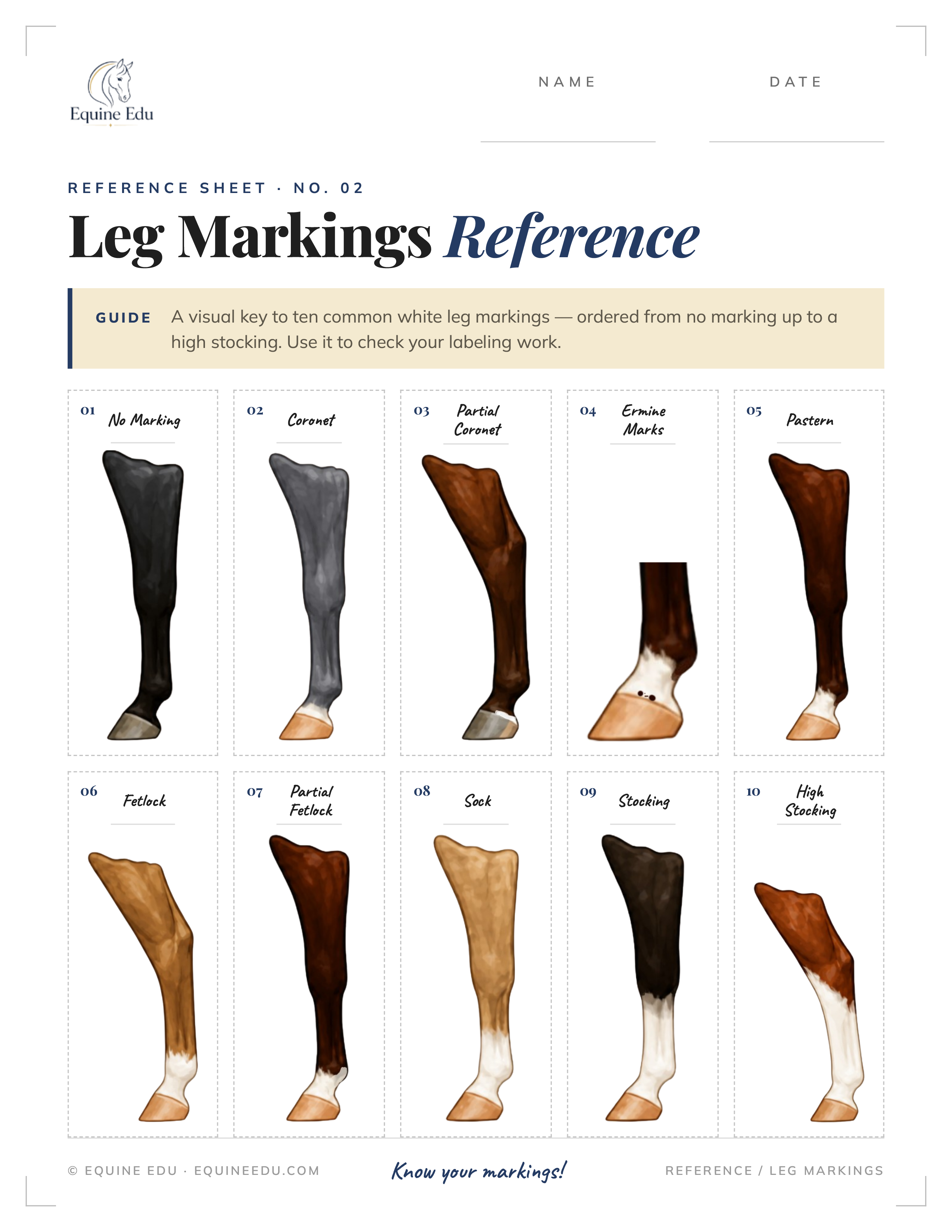 Leg Markings Reference Sheet preview