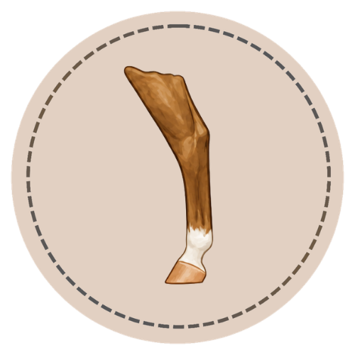 Leg Markings