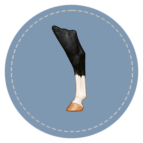 Horse leg marking examples