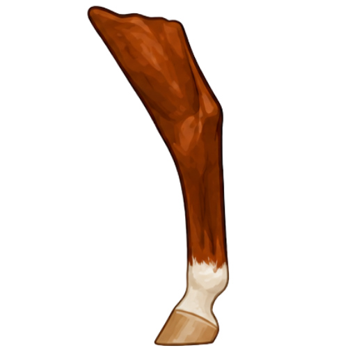 Hind horse leg anatomy