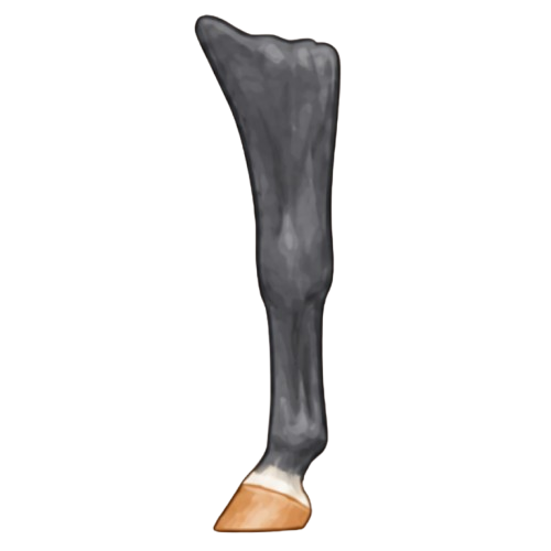 Coronet leg marking example