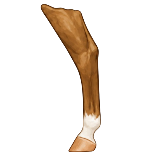 Fetlock leg marking example