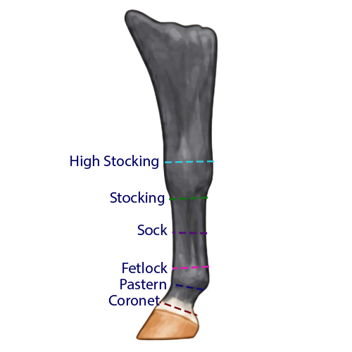 Front leg marking height guide