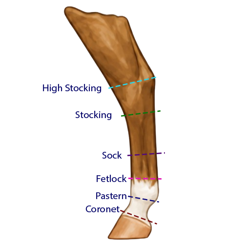 Hind leg marking height guide