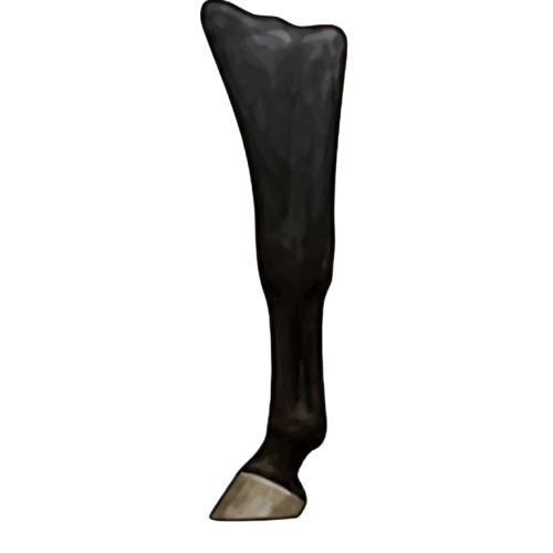 No leg marking