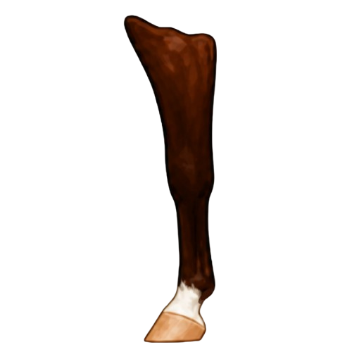 Pastern leg marking example