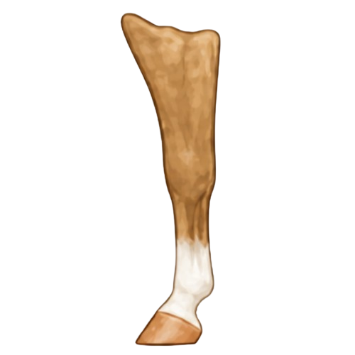 Sock leg marking example