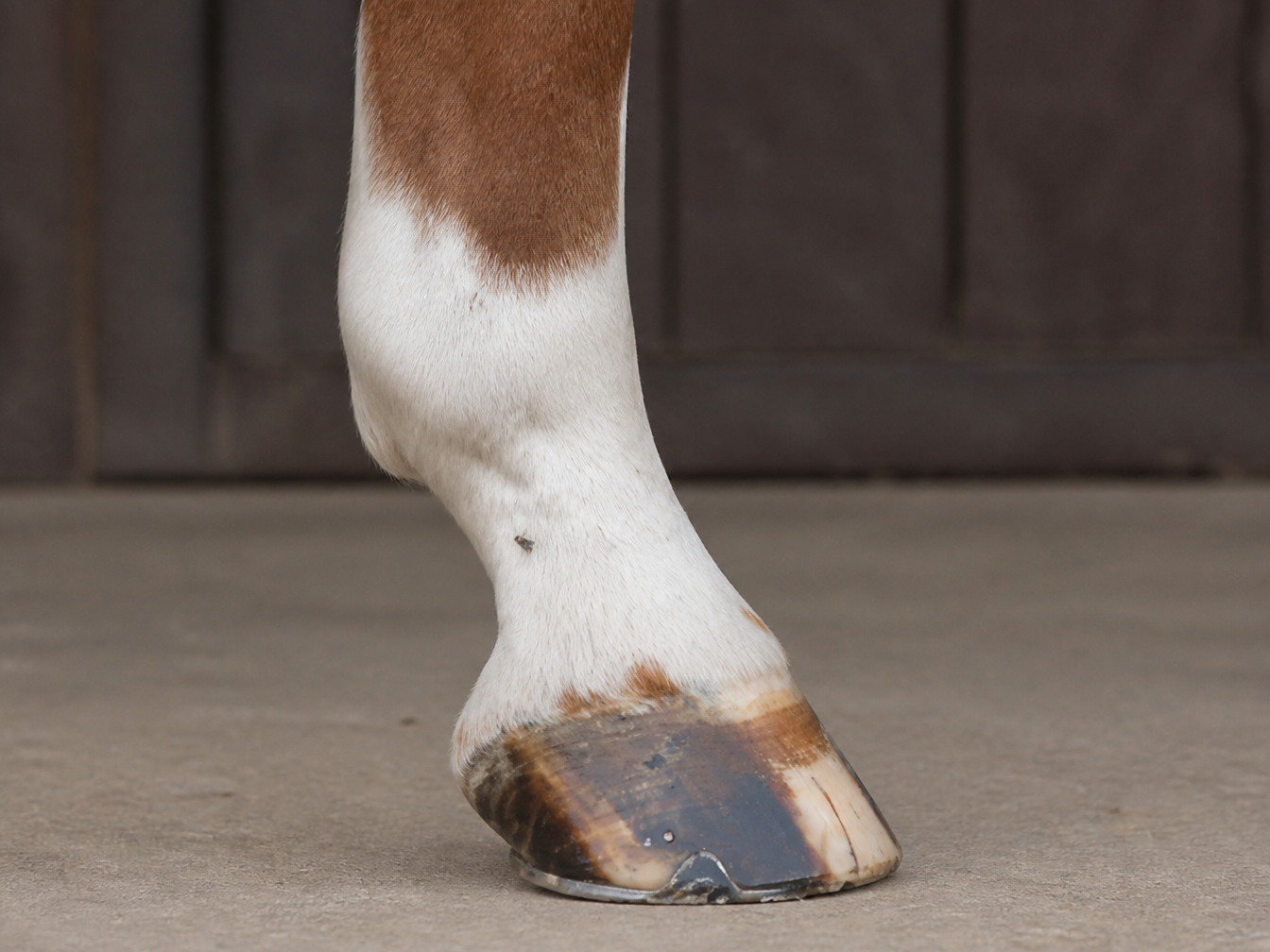Real horse ermine marks