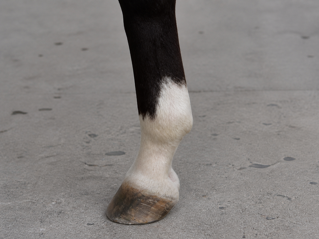 Real horse fetlock marking