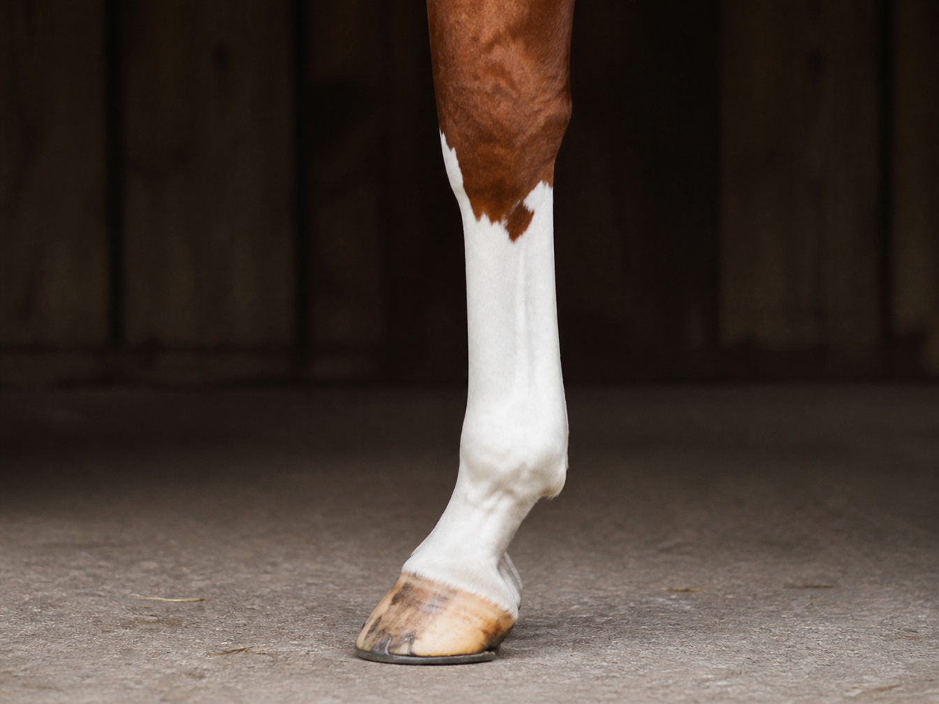 Real horse high stocking marking