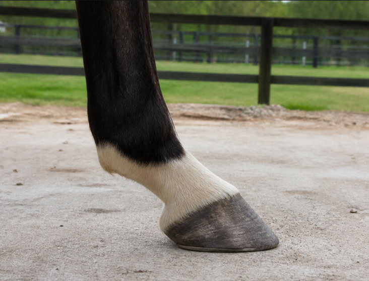 Real horse partial fetlock marking