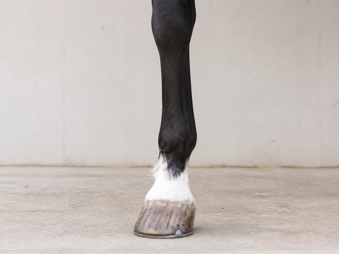 Real horse pastern marking