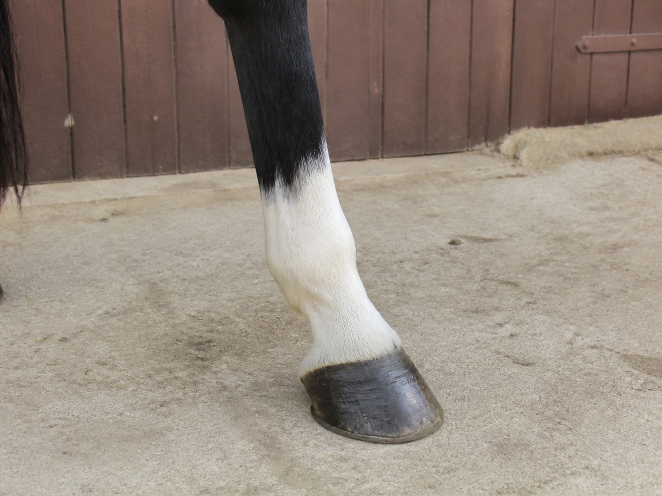Real horse sock marking
