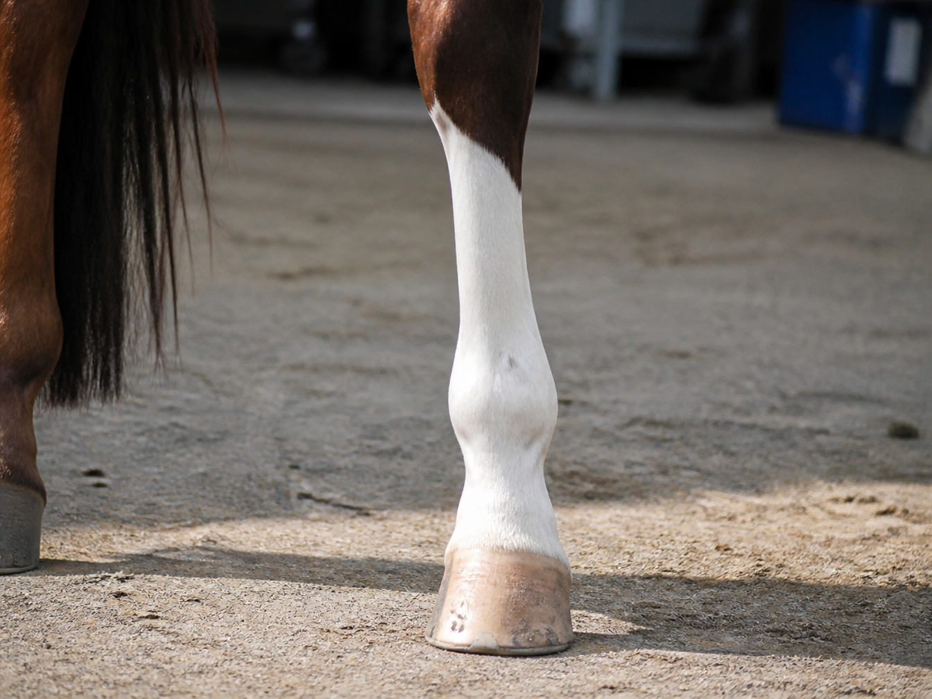 Real horse stocking marking