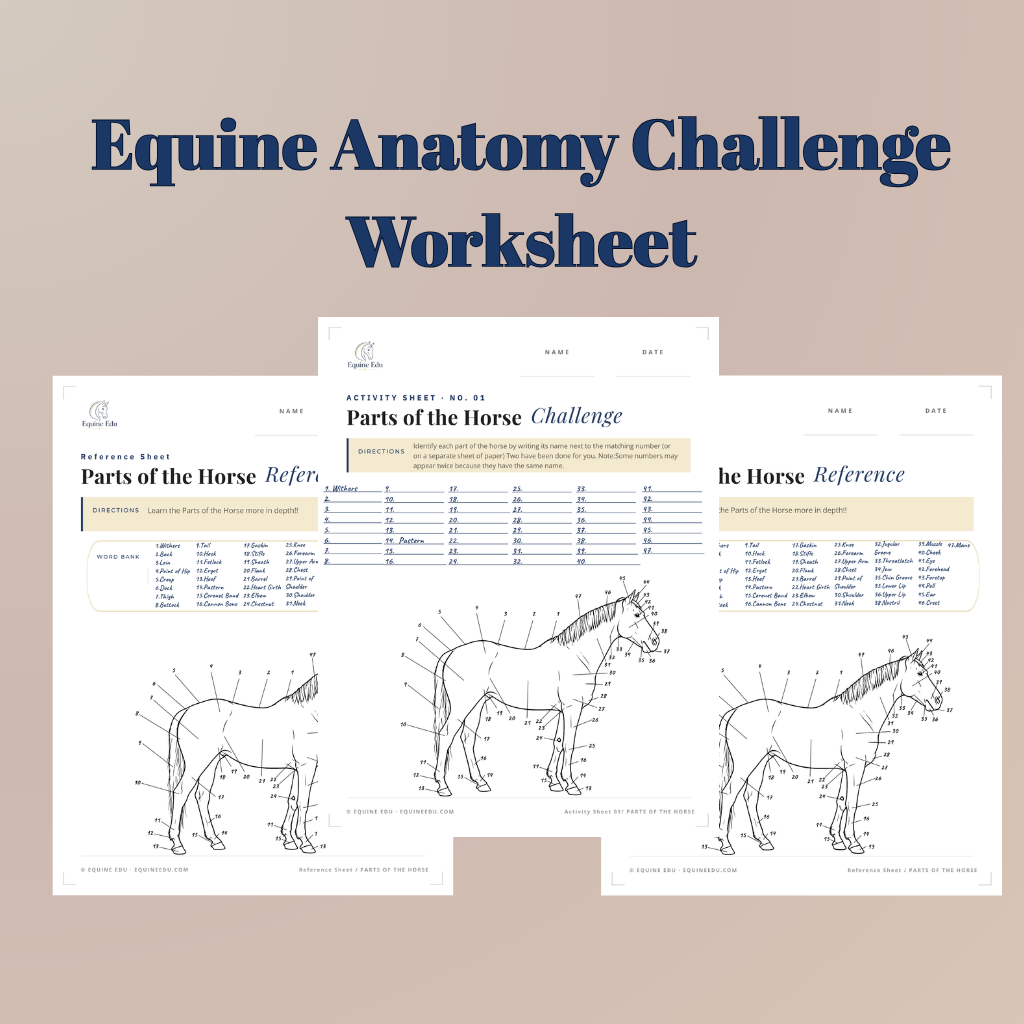 Equine Anatomy practice activities preview