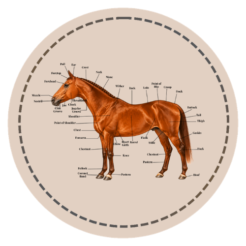 Equine Anatomy