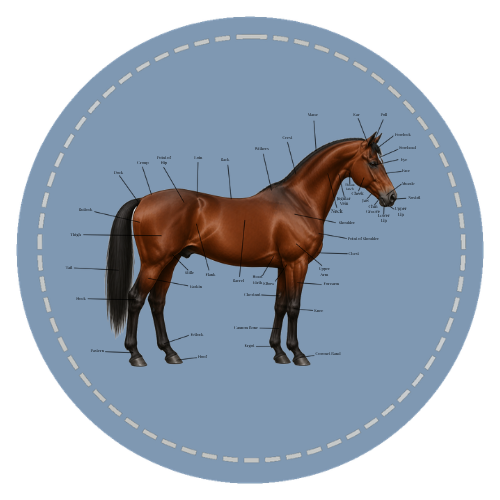 Equine anatomy horse body illustration