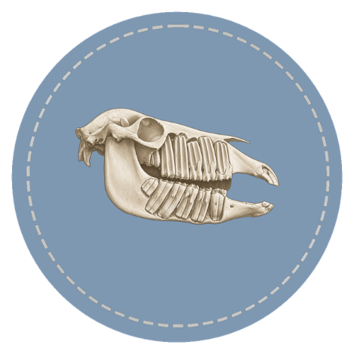 Horse Teeth Basics course artwork