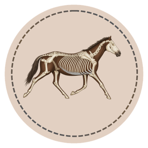 Intro to the Equine Skeleton