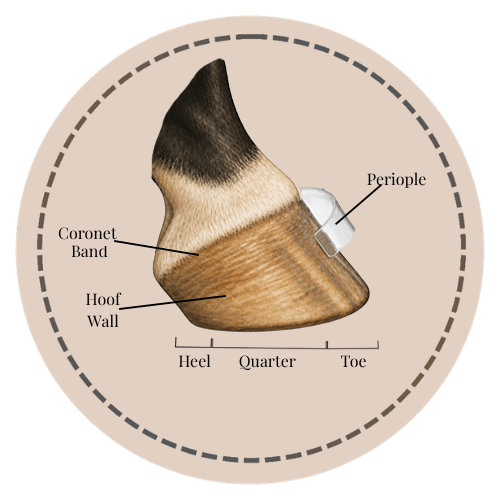 Intro To Hoof Anatomy