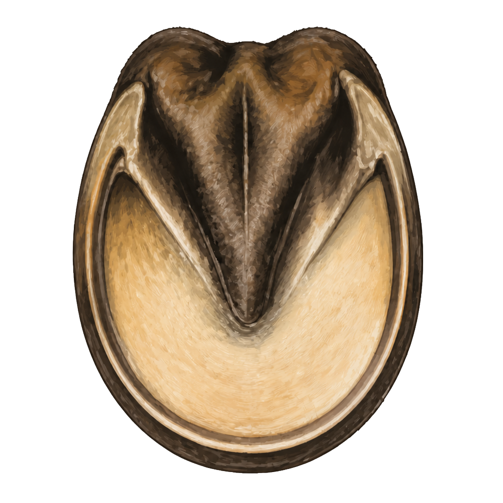 Underside view of a horse hoof showing the frog and sole