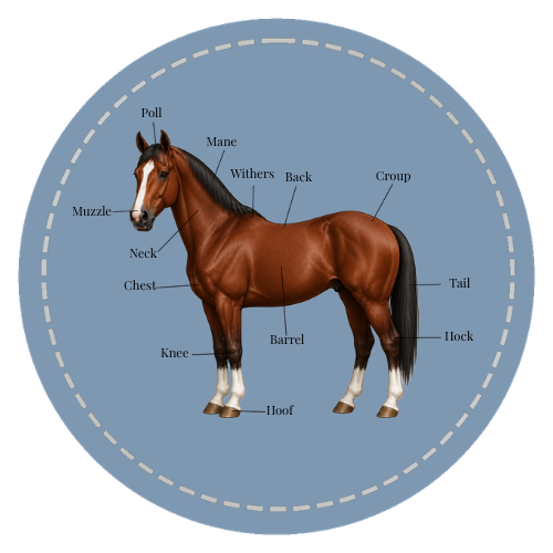 Intro to Parts of the Horse - labeled anatomy illustration