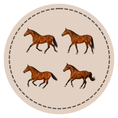 The Horses Gaits